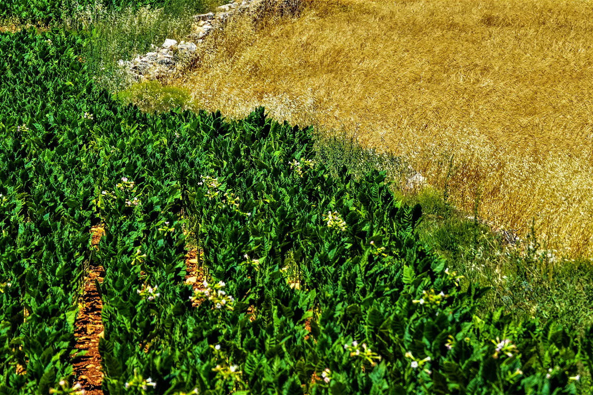 Farmer using tablet in green field to access LeaseField dashboard