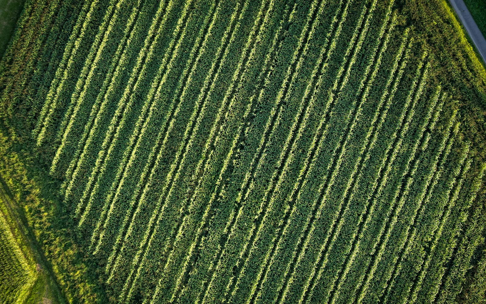 Aerial view of green farmland managed by LeaseField